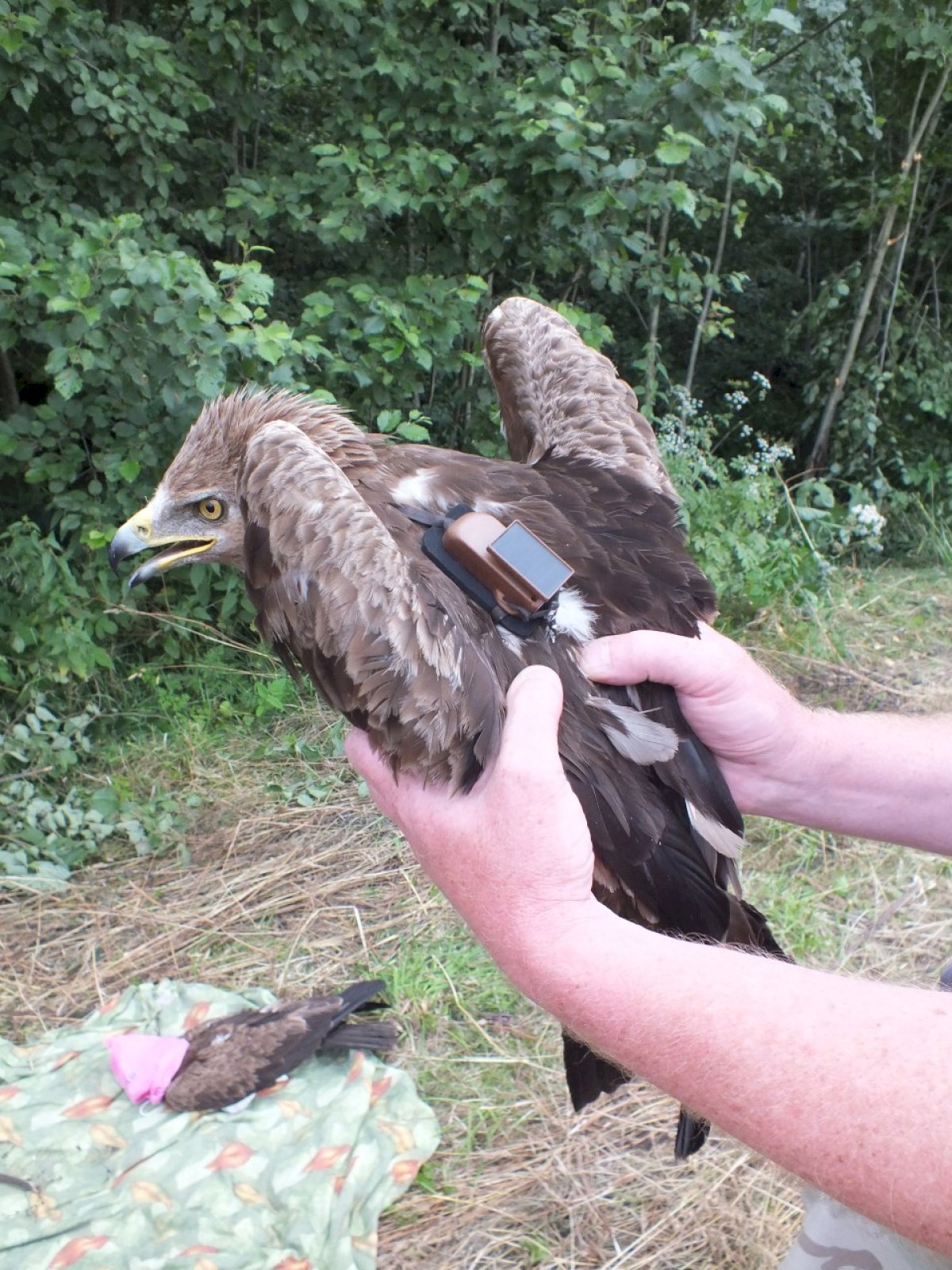 Lietuvoje jau 50 metų vykdomi kryptingi plėšriųjų paukščių ir pelėdų tyrimai